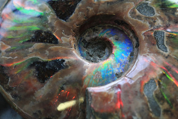ammonites fossil background © jonnysek