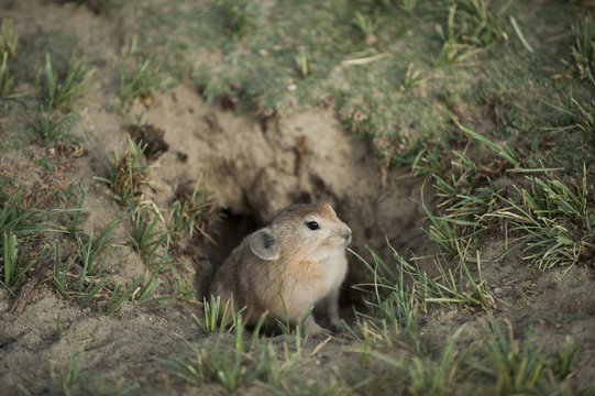 A Pika peeks his nose out of his hole near Tso Moriri in the remote region of Ladalkh, north India