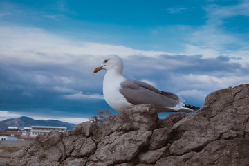Seagull at sea 2