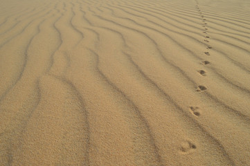 White Sand Dunes
