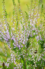Heather purple flowers on yellow background soft focus