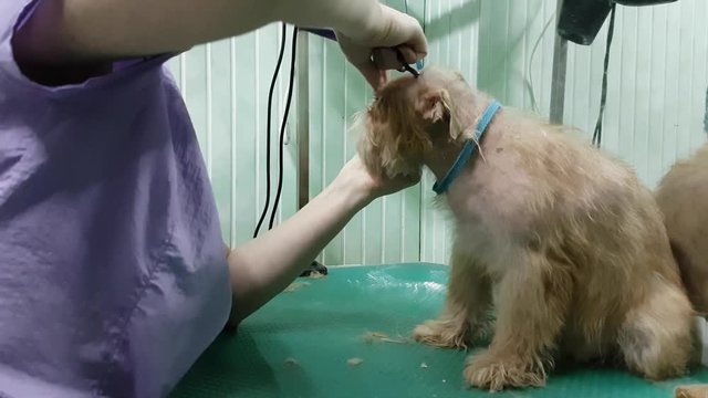 Woman groomer makes trimming Brussels Griffon gog