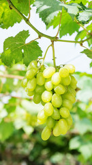 Bunches of ripe grapes in a vineyard.
