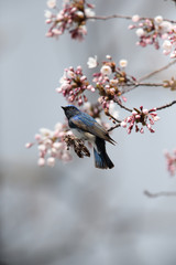 オオルリ,スズメ目,ヒタキ科,オオルリ属