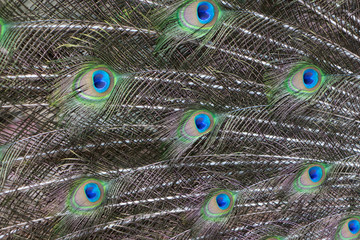 Obraz premium Colorful Pattern of Peacock Feathers