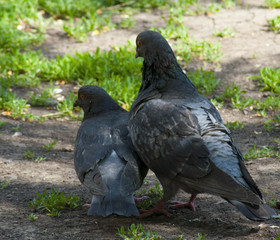 Couple of pigeons