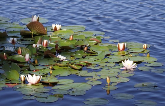 n&eacute;nuphar blanc sur l'&eacute;tang,Nymphaea alba