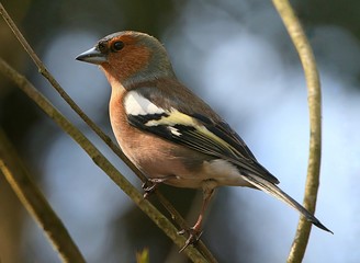 Male European Chaffinch (Fringilla coelebs) in a tree.