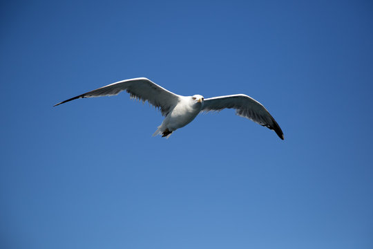 Beautiful Seagull Soaring In The Air And Looking Into The Camera