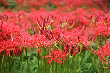 ヒガンバナ(巾着田)