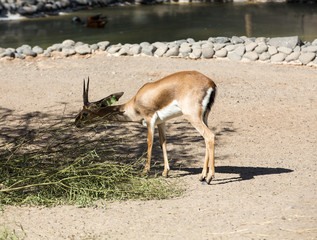 gemsbok antelope, or oryx gazella in safari park