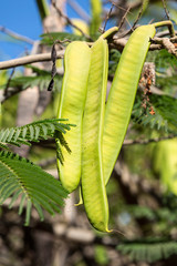 Mimosa pods ripening on mimosa tree