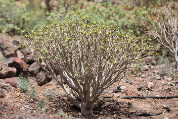  bush of Euphorbia balsamifera, tabaiba dulce, native to Canary Islands
