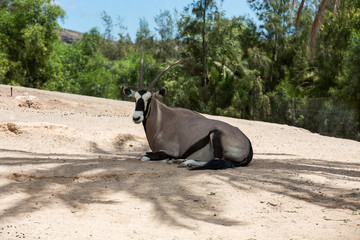 portrait of Gemsbok, Oryx gazella,dominant Gemsbok antelope