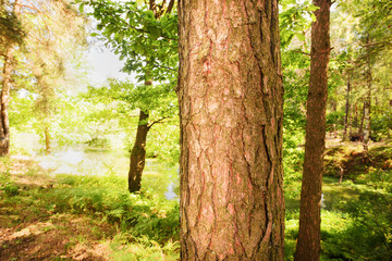  forest on the shore of lake