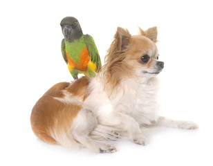 chihuahua and senegal parrot