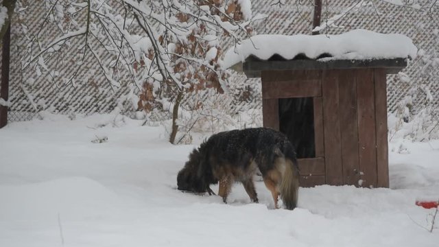 Mongrel dog on chain in snow enters its kennel in winter in snowfall hiding itself from snowfall