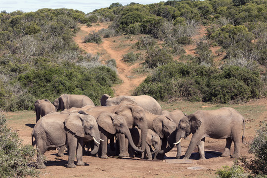 African elephant (Loxodonta Africana) herd at a waterhole, Addo Elephant National Park, Eastern Cape