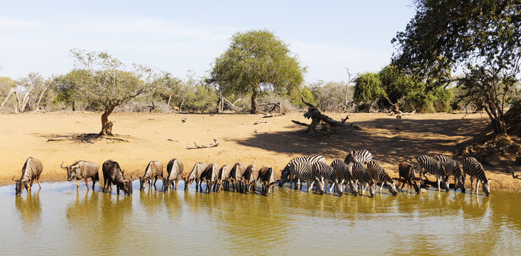 Blue wildebeest (Connochaetes taurinu) and Plains zebra (Equus quagga), Mkhuze Game Reserve, Kwazulu-Natal