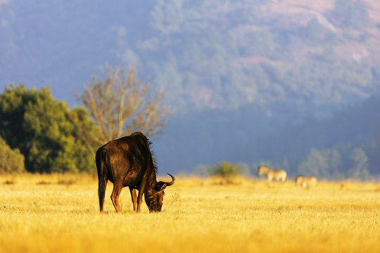 Blue wildebeest (Connochaetes taurinus), Mlilwane Wildlife Sanctuary, Swaziland
