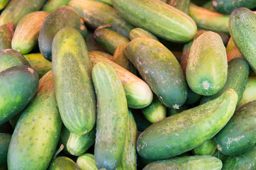 Fresh green cucumbers