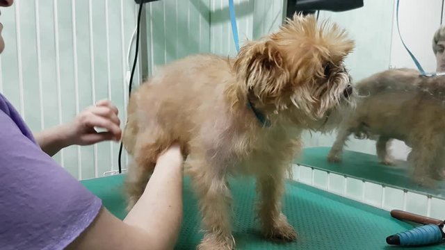 Woman groomer makes trimming Brussels Griffon gog