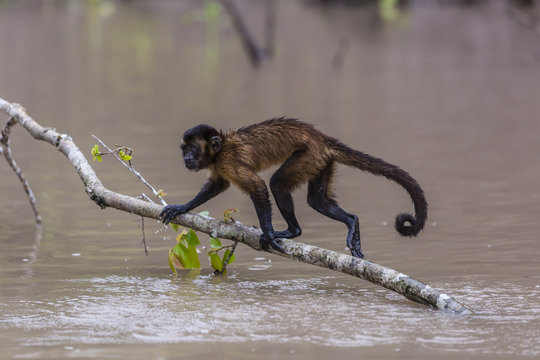 Adult tufted capuchin (Sapajus apella) crossing the water at San Miguel Ca�&ntilde;o, Loreto, Peru