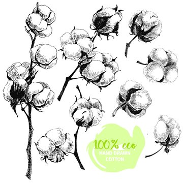 Vector hand drawn set of cotton branches. 100 eco. Cotton flower buds in vintage engraved style.
