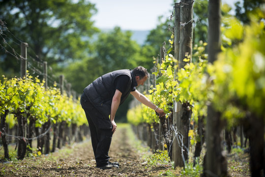 Inspecting budding grapes in a vineyard in Sussex