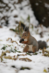 エゾリス,ネズミ目,リス科,リス属,キタリス種の亜種