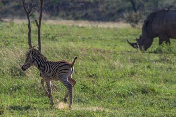 Fototapeta premium Zebra's grazing in the wild at the Welgevonden Game Reserve in South Africa