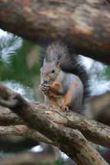 エゾリス,ネズミ目,リス科,リス属,キタリス種の亜種