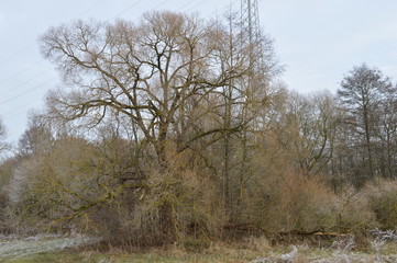 Herbstbaum mit Strommast