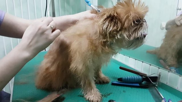 Woman groomer makes trimming Brussels Griffon gog