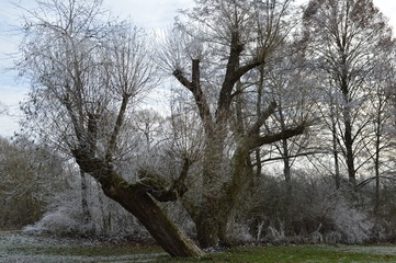 Parkbaum mit Raureif
