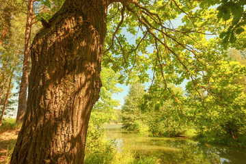  forest on the shore of lake