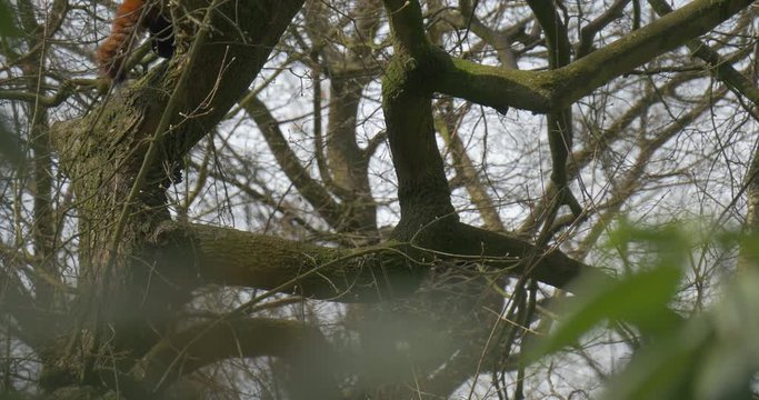 Fluffy Tail of Red Panda