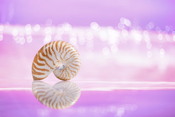 nautilus sea shell  with reflection on  festive glitter backgrou