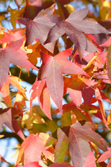 Sweetgum tree (liquidambar styraciflua) with stunning leaves in autumn