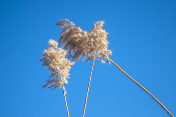 камыш  на голубом  фоне , © kivladimir