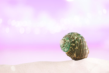tropical green sea shell on white sand with festive glitter back