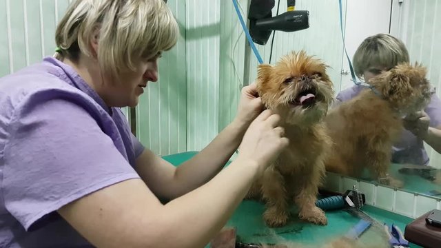 Woman groomer makes trimming Brussels Griffon gog