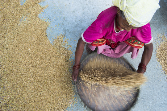 Woman panning rice (winnowing) so the unwanted husks fly out of the pan leaving the grains of rice inside, Dolghat, Nepal