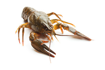Live crayfish