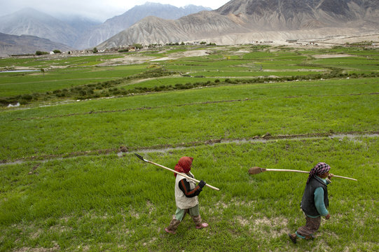 Women farmers carry irrigation tools like small spades used to channel the precious water to their fields, Ladakh