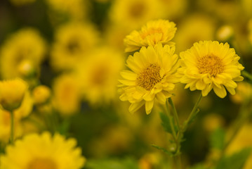 Yellow Chrysanthemum flower