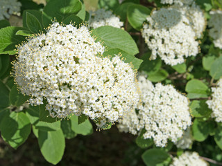 Wolliger Schneeball, Viburnum lantana