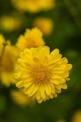 Obraz premium Yellow Chrysanthemum flower