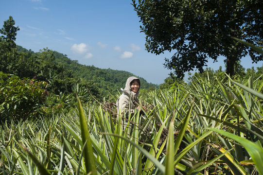 A Jhum farmer stands in a field of pineapple plants, Chittagong Hill Tracts, Bangladesh