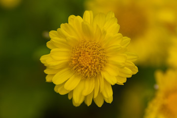 Yellow Chrysanthemum flower